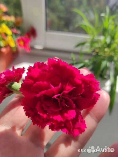 Гвоздика вегетативная ампельная