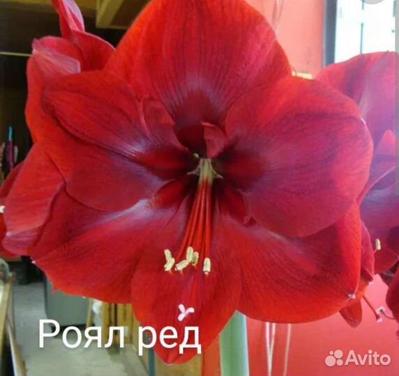 Гиппеаструм