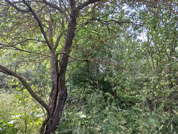 Участок 24 сот. (ИЖС)