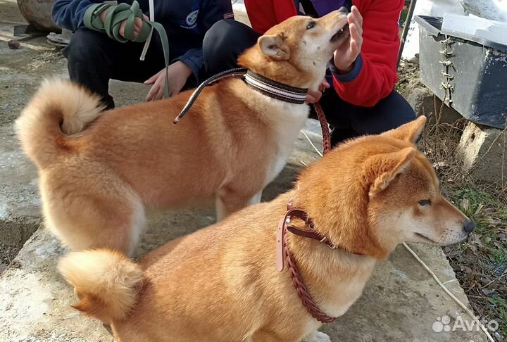 Вязка Сиба Ину