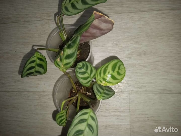 Цветы разные