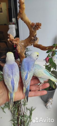 Птенцы волнистый попугай