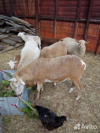 Катумский баранчик