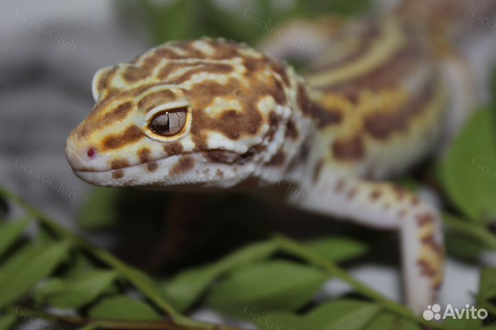 Эублефары для вязки/спаривания (BN,Bandit и т.д.)