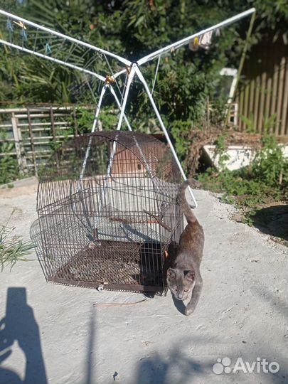 Большая клетка СССР