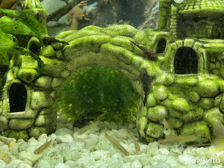 Сомики анциструсы