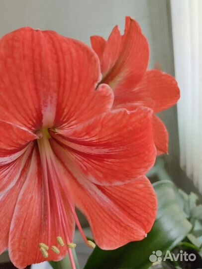 Гиппиаструм