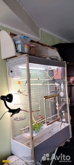 Волнистые попугайчики с клеткой