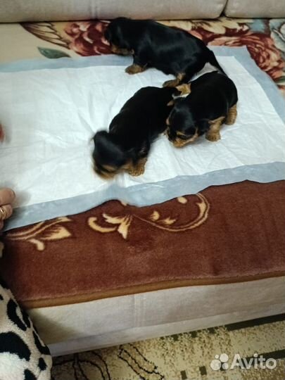 Йоркширский терьер