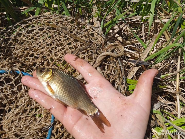 Живец карась