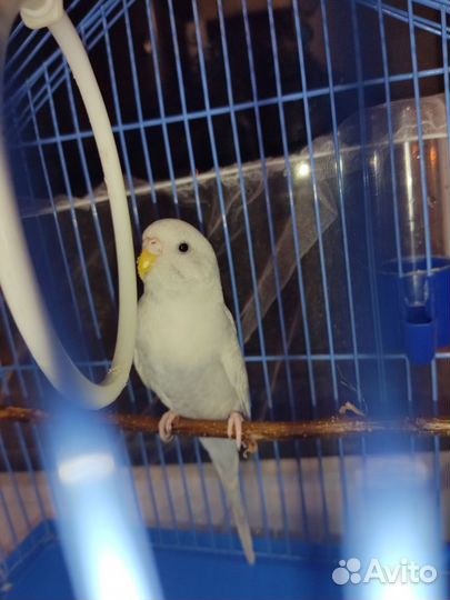 Волнистый попугай с клеткой