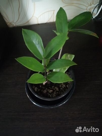 Замиокулькас