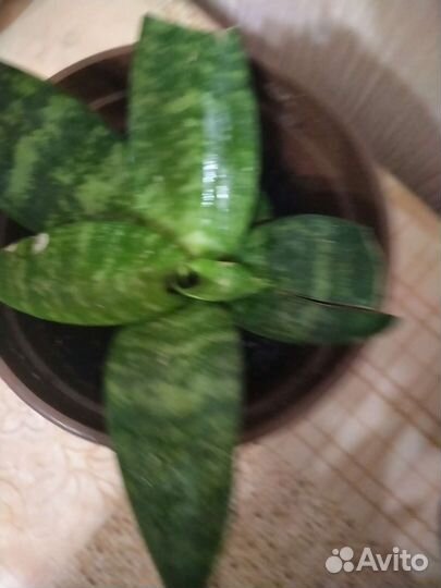 Сансевиерия (тещин язык)