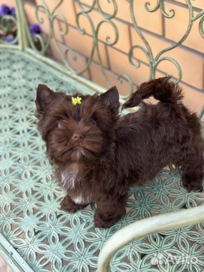 Девочка шоколадного йорка