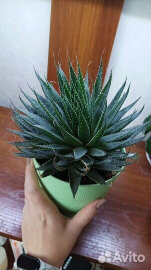 Алоэ остистое