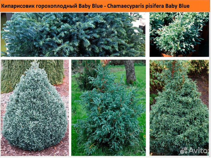 Кипарисовик Бэби Блю