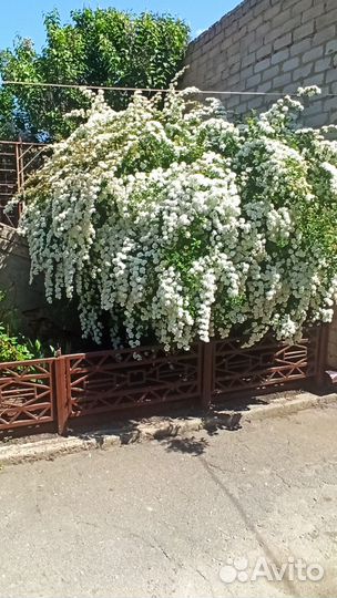 Спирея вангутта