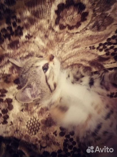 Красивые котята от домашней кошки, бесплатно