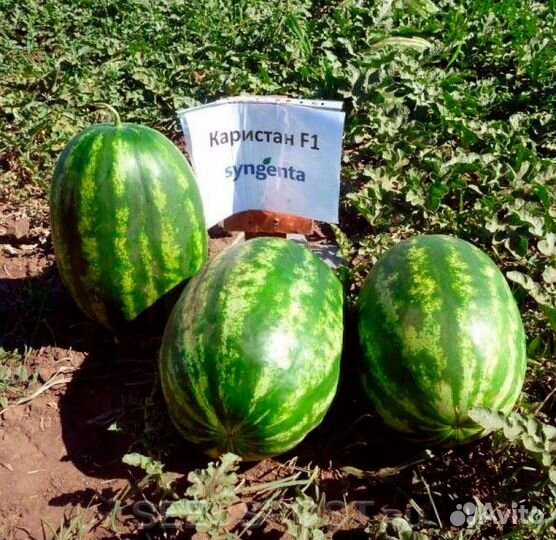 Рассада арбуза