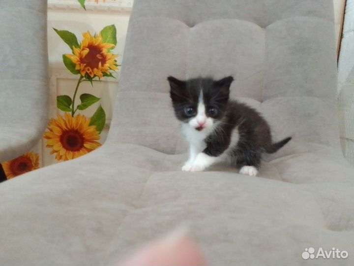 Котята отдам в добрые руки бесплатно