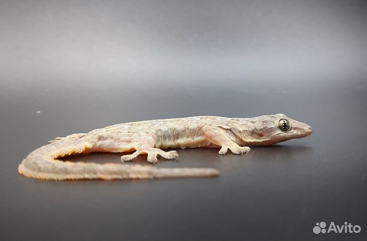 Плоскохвостый домашний геккон (кормовой)