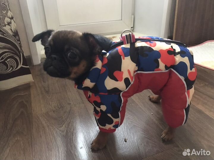 Ботинки и куртка зимние для собак чихуа