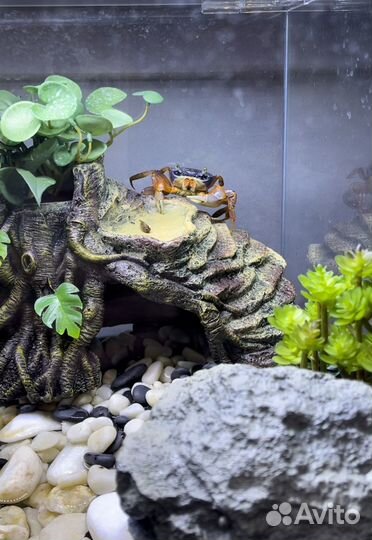 Аквариум Dennerle nano cube 55 литров