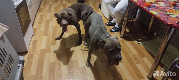 Щенки Питбуля