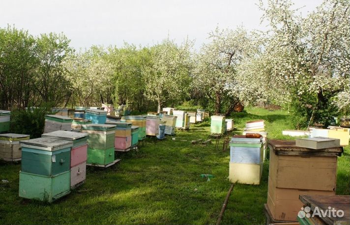 Мёд натуральный с Алтая оптом min 16kg