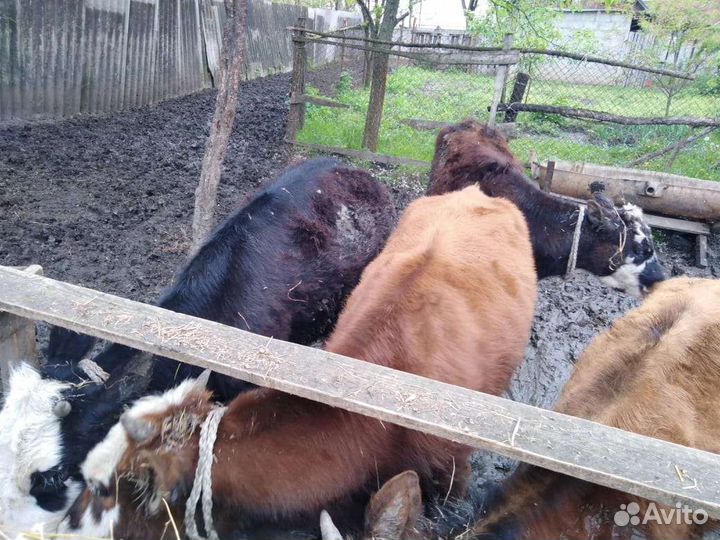 Телки стельные