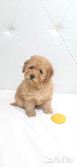 Той пудель щенок девочка