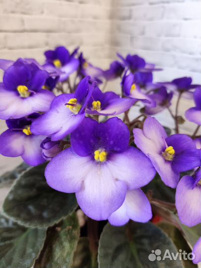 Фиалка оптимара