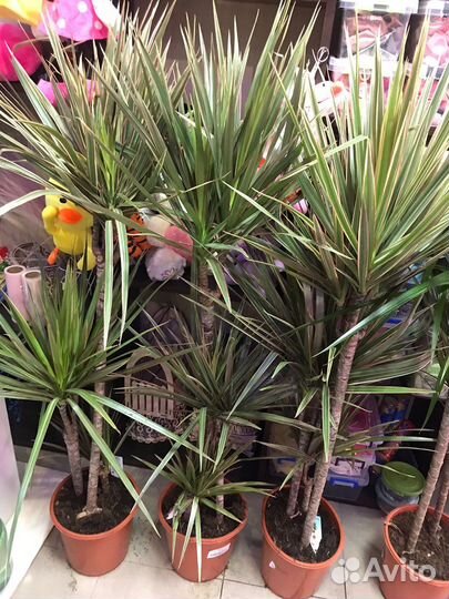 Драцена маргината 3 ствола