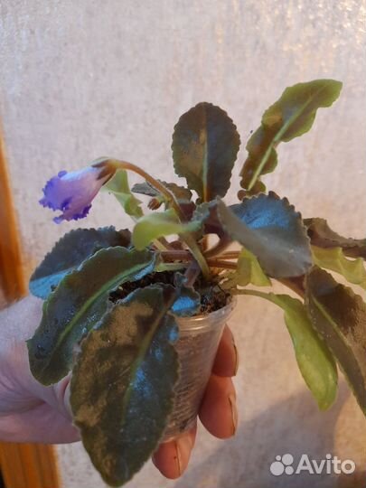 Продам укорененные детки сортовых фиалок 6