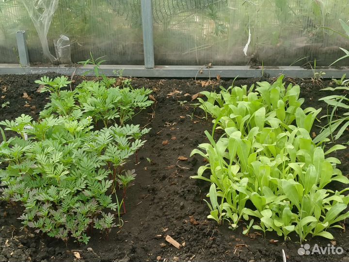 Рассада помидор, капуста, цветы