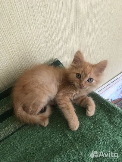 Отдам котенка в добрые руки