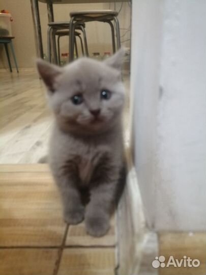 Британские котята