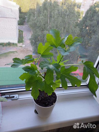 Инжир Адриатический