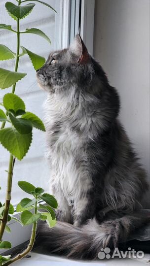 Кот для вязки