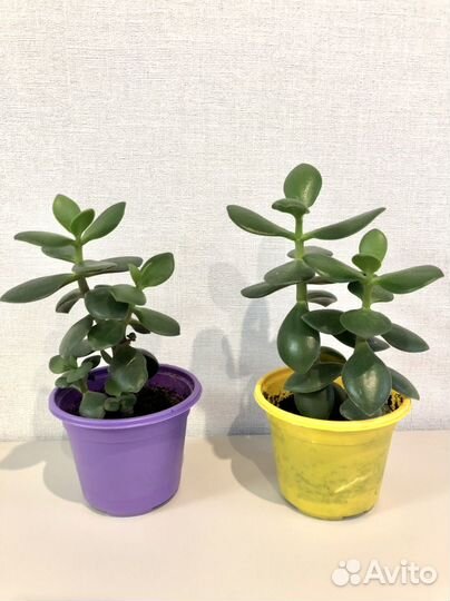 Крассула толстянка