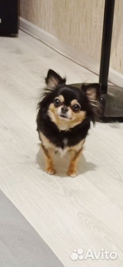 Щенки чихуахуа мини девочки