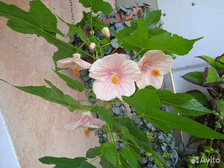 Комнатные растения 2