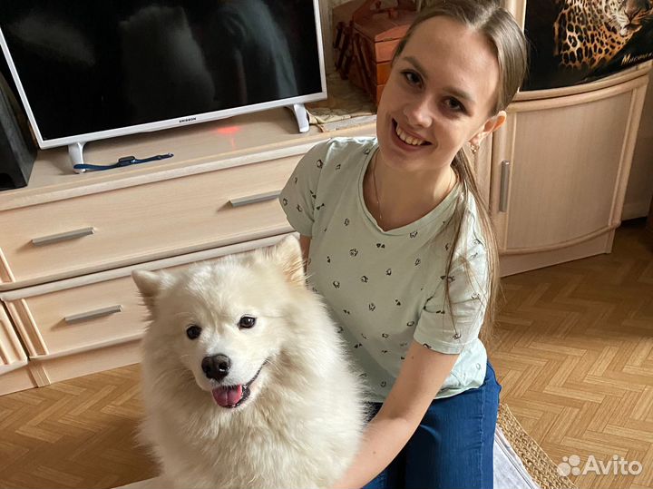 Реабилитация животных. Массаж собак. Кинезио