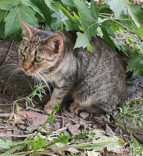 Кошка в дар