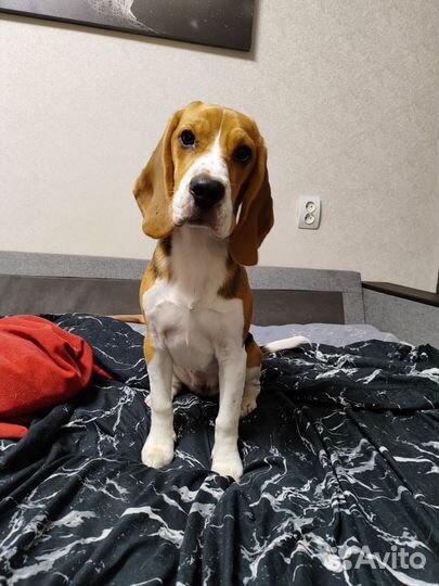 Щенки бигль