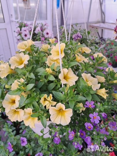 Кашпо подвесное: петуния, калибрахоа, миксы