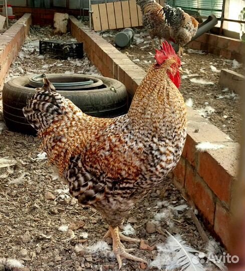 Петух Билефельдер,Барневельдер,Маран