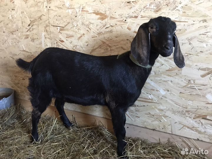 Англо-Нубийские козочки и козлики