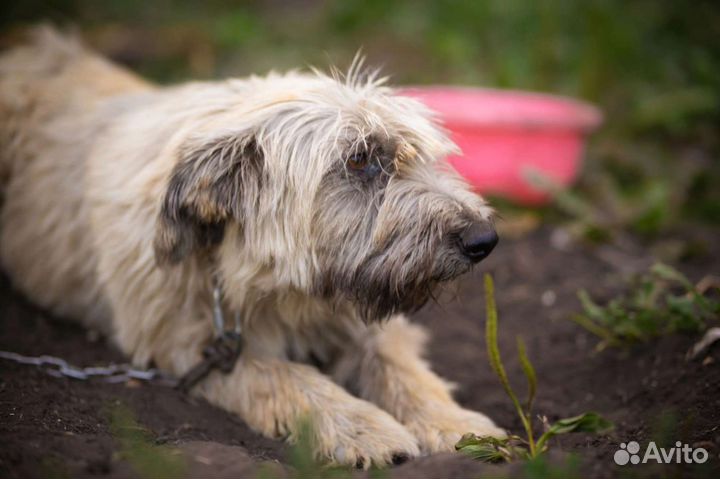 Собака в добрые руки