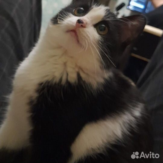 Кошка в дар